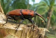 El SENASA creó un mapa interactivo para seguir en tiempo real la amenaza del picudo rojo de las palmeras Primer plano de un picudo rojo de las palmeras sobre un tronco, con palmeras desenfocadas en el fondo.