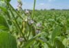 Un estudio pone en duda la autogamia de la soja y abre un desafío para el mejoramiento genético Abejas y otros polinizadores visitan flores de soja en un cultivo, favoreciendo la formación de semillas.