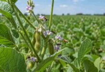 Un estudio pone en duda la autogamia de la soja y abre un desafío para el mejoramiento genético Abejas y otros polinizadores visitan flores de soja en un cultivo, favoreciendo la formación de semillas.