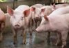 Producción porcina récord, precio débil y márgenes recuperados: la paradoja del segundo trimestre en las granjas Grupo de porcinos en un corral de producción, con varios animales en primer plano dentro de una granja.