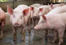 Producción porcina récord, precio débil y márgenes recuperados: la paradoja del segundo trimestre en las granjas Grupo de porcinos en un corral de producción, con varios animales en primer plano dentro de una granja.