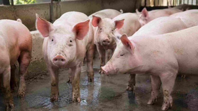 Grupo de porcinos en un corral de producción, con varios animales en primer plano dentro de una granja.