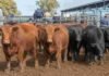 El Mercado Agroganadero publicó los valores finales del viernes Hacienda bovina en corrales del Mercado Agroganadero durante una jornada de comercialización.