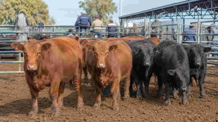Hacienda bovina en corrales del Mercado Agroganadero durante una jornada de comercialización.