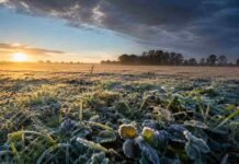 De las heladas a las primeras lluvias: así cierra el fin de semana en el campo Campo agrícola argentino al amanecer con pasto y cultivos cubiertos de escarcha, iluminados por el sol naciente, mientras un cielo que pasa de despejado a nubes de tormenta anticipa el cambio de tiempo.