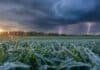 El pronóstico anticipa tormentas fuertes y heladas entre el sábado y el lunes Cultivo de trigo cubierto por escarcha ante el avance de tormentas con lluvias y relámpagos en la región pampeana.