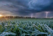 El pronóstico anticipa tormentas fuertes y heladas entre el sábado y el lunes Cultivo de trigo cubierto por escarcha ante el avance de tormentas con lluvias y relámpagos en la región pampeana.