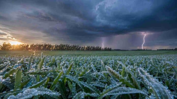 Cultivo de trigo cubierto por escarcha ante el avance de tormentas con lluvias y relámpagos en la región pampeana.