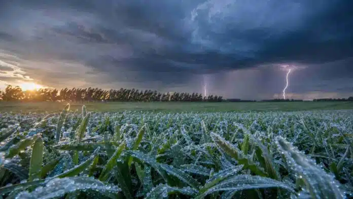 Cultivo de trigo cubierto por escarcha ante el avance de tormentas con lluvias y relámpagos en la región pampeana.