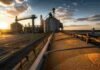 Granos: Rosario mostró más dinamismo en maíz mientras soja y trigo se mantuvieron estables Terminal portuaria de granos con silos, cintas transportadoras y cereal a granel durante la carga para exportación al atardecer.