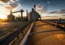 Granos: Rosario mostró más dinamismo en maíz mientras soja y trigo se mantuvieron estables Terminal portuaria de granos con silos, cintas transportadoras y cereal a granel durante la carga para exportación al atardecer.