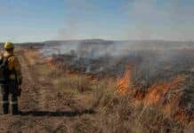 Incendios rurales: la técnica que puede reducir hasta 72% su severidad Brigadistas supervisan una quema prescripta de baja intensidad en un pastizal seco para prevenir incendios rurales.