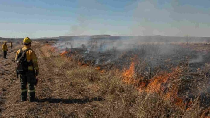 quema-prescripta-prevencion-incendios-rurales-ruralnet Brigadistas supervisan una quema prescripta de baja intensidad en un pastizal seco para prevenir incendios rurales.