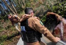 La encontraron agotada en el medio de un arroyo y la rescataron: la yegua preñada que sobrevivió gracias a la Brigada Rural Personal uniformado participa del rescate de un caballo atrapado entre el barro y la vegetación de una zona de humedales.