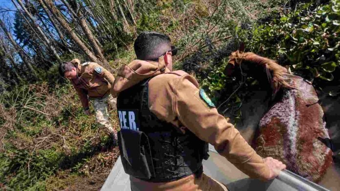 rescate-caballo-zona-humedales-ruralnet Personal uniformado participa del rescate de un caballo atrapado entre el barro y la vegetación de una zona de humedales.