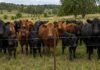 Aprovecharon un mes de ausencia para robarle 50 animales a un productor sobre la Ruta 14 Rodeo de vacas Angus negras y coloradas con terneros en un campo con pastura natural, mirando de frente a cámara detrás de un alambrado
