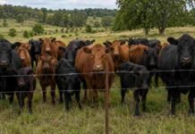 Aprovecharon un mes de ausencia para robarle 50 animales a un productor sobre la Ruta 14 Rodeo de vacas Angus negras y coloradas con terneros en un campo con pastura natural, mirando de frente a cámara detrás de un alambrado