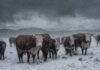 Lluvias intensas, nieve y viento de hasta 90 km/h complicarán la Patagonia Rodeo de vacunos Hereford en la Patagonia bajo una intensa tormenta de nieve y lluvia, con el suelo cubierto de nieve y cielo oscuro.