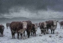 Lluvias intensas, nieve y viento de hasta 90 km/h complicarán la Patagonia Rodeo de vacunos Hereford en la Patagonia bajo una intensa tormenta de nieve y lluvia, con el suelo cubierto de nieve y cielo oscuro.