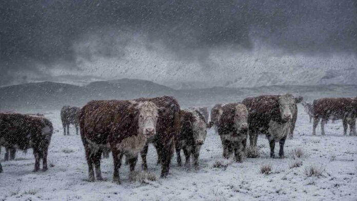 Rodeo de vacunos Hereford en la Patagonia bajo una intensa tormenta de nieve y lluvia, con el suelo cubierto de nieve y cielo oscuro.