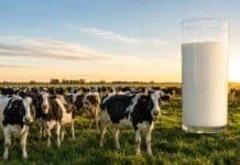 La lechería argentina busca crecer y ganar mercados: el desafío de insertarse al mundo