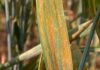Campaña fina: el clima húmedo eleva el riesgo sanitario Hoja de trigo con pústulas anaranjadas y síntomas visibles de roya, una de las principales enfermedades foliares del cultivo.