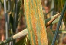 Campaña fina: el clima húmedo eleva el riesgo sanitario Hoja de trigo con pústulas anaranjadas y síntomas visibles de roya, una de las principales enfermedades foliares del cultivo.