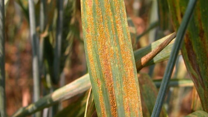 roya-trigo-enfermedad-foliar-ruralnet Hoja de trigo con pústulas anaranjadas y síntomas visibles de roya, una de las principales enfermedades foliares del cultivo.