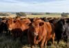 La enfermedad que mató millones de animales en el mundo está erradicada en Argentina: el SENASA acaba de blindar ese logro Rodeo de bovinos en un establecimiento ganadero argentino, representando la sanidad animal y el estatus de país libre de peste bovina.