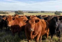 La enfermedad que mató millones de animales en el mundo está erradicada en Argentina: el SENASA acaba de blindar ese logro Rodeo de bovinos en un establecimiento ganadero argentino, representando la sanidad animal y el estatus de país libre de peste bovina.