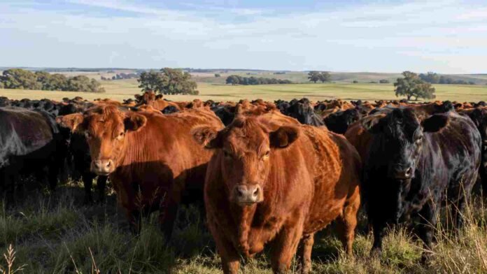 Rodeo de bovinos en un establecimiento ganadero argentino, representando la sanidad animal y el estatus de país libre de peste bovina.