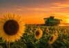 El NEA impulsa el arranque de una campaña récord de girasol Campo de girasol durante un atardecer naranja, con una cosechadora trabajando y el sol poniéndose en el horizonte.