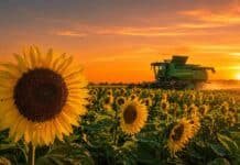 El NEA impulsa el arranque de una campaña récord de girasol Campo de girasol durante un atardecer naranja, con una cosechadora trabajando y el sol poniéndose en el horizonte.
