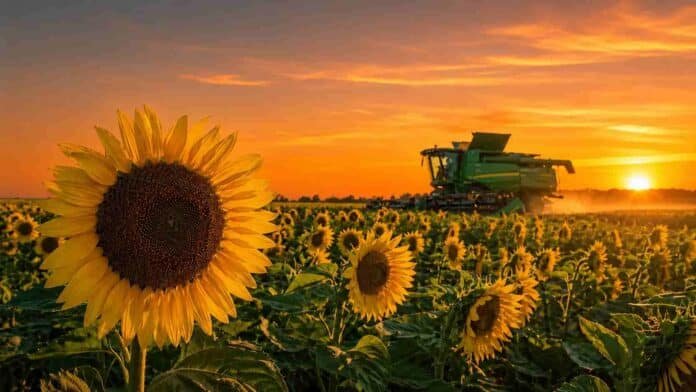 siembra-girasol-atardecer-campana-2026-27 Campo de girasol durante un atardecer naranja, con una cosechadora trabajando y el sol poniéndose en el horizonte.