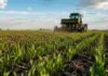 La siembra de trigo sorprende: proyectan la segunda mayor campaña en 17 años Lote de trigo en implantación con plantas jóvenes y una sembradora trabajando en un campo agrícola argentino.