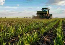 La siembra de trigo sorprende: proyectan la segunda mayor campaña en 17 años Lote de trigo en implantación con plantas jóvenes y una sembradora trabajando en un campo agrícola argentino.