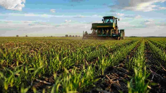 Lote de trigo en implantación con plantas jóvenes y una sembradora trabajando en un campo agrícola argentino.