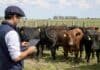 TRAZA permitirá seguir los resultados de faena de animales ya vendidos Productor ganadero consulta datos en una tablet frente a bovinos identificados con caravanas en un establecimiento rural.