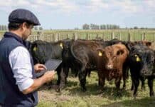 TRAZA permitirá seguir los resultados de faena de animales ya vendidos Productor ganadero consulta datos en una tablet frente a bovinos identificados con caravanas en un establecimiento rural.