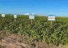 El INTA evaluó 88 variedades de soja en 66 localidades y encontró que la genética explica hasta el 60% del aumento de rendimiento Ensayo de variedades de soja en un campo agrícola, con parcelas identificadas y cultivo en buen estado bajo cielo despejado.
