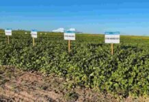 El INTA evaluó 88 variedades de soja en 66 localidades y encontró que la genética explica hasta el 60% del aumento de rendimiento Ensayo de variedades de soja en un campo agrícola, con parcelas identificadas y cultivo en buen estado bajo cielo despejado.