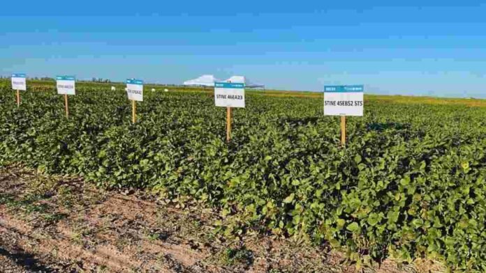 soja-ensayo-campo-ruralnet Ensayo de variedades de soja en un campo agrícola, con parcelas identificadas y cultivo en buen estado bajo cielo despejado.