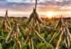 La calidad de la soja argentina suma respaldo científico y abre nuevos mercados Campo de soja en etapa de llenado de vainas visto en primer plano al atardecer, con luz dorada y plantas verdes en ambiente rural.