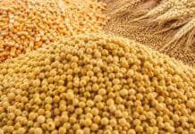 La soja recuperó terreno: qué precios mira el mercado para capturar rentabilidad Granos de soja en primer plano, acompañados por maíz y trigo, para ilustrar la suba de precios en el mercado agrícola.