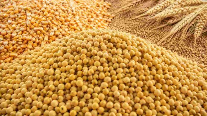 soja-maiz-trigo-mercado-granos-ruralnet Granos de soja en primer plano, acompañados por maíz y trigo, para ilustrar la suba de precios en el mercado agrícola.