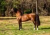 Récord para el Caballo Criollo: $150 millones por un padrillo Tañido Tronador, el padrillo Criollo cuyo 90% fue vendido por $150 millones en la Exposición Rural de Palermo.