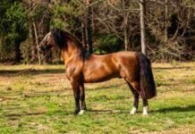 Récord para el Caballo Criollo: $150 millones por un padrillo Tañido Tronador, el padrillo Criollo cuyo 90% fue vendido por $150 millones en la Exposición Rural de Palermo.