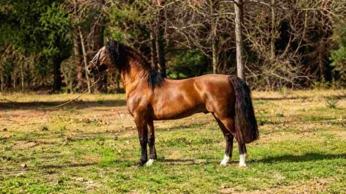 Tañido Tronador, el padrillo Criollo cuyo 90% fue vendido por $150 millones en la Exposición Rural de Palermo.
