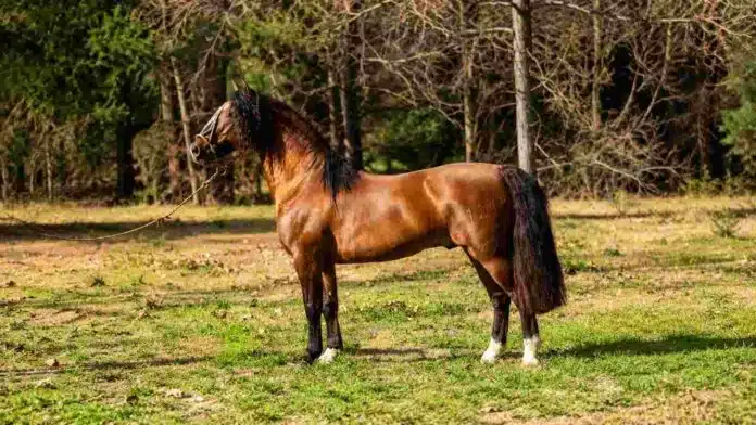tanido-tronador-caballo-criollo-ruralnet Tañido Tronador, el padrillo Criollo cuyo 90% fue vendido por $150 millones en la Exposición Rural de Palermo.