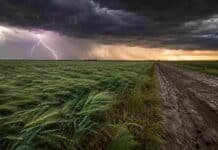 Lluvias y tormentas avanzarán sobre el Litoral y Buenos Aires, con hasta 34 °C en el norte Campo agrícola de la región pampeana con cultivo de invierno y camino rural embarrado bajo un frente de tormenta, con nubes oscuras, lluvia a la distancia y un relámpago intenso en el cielo.